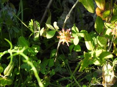 Trifolium spumosum