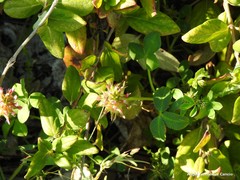 Trifolium spumosum