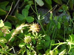Trifolium spumosum