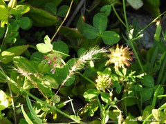 Trifolium spumosum