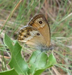 Coenonympha dorus