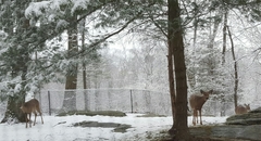 Odocoileus virginianus