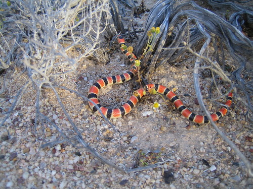 Sonoran Shovel-nosed Snake