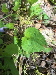 Viola cucullata