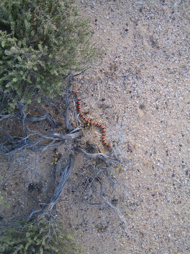 Sonoran Shovel-nosed Snake