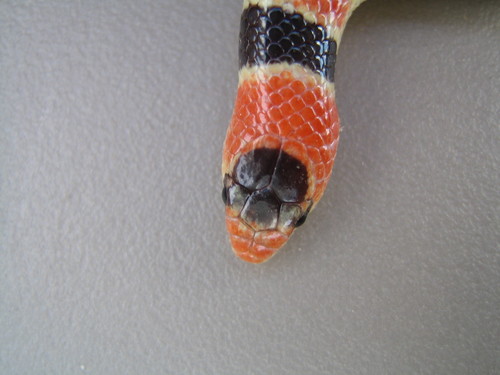 Sonoran Shovel-nosed Snake