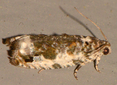 Proteoteras naracana