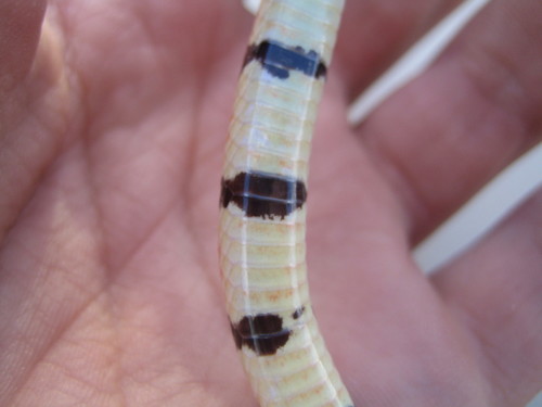 Sonoran Shovel-nosed Snake