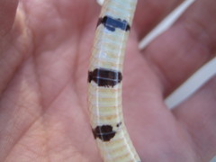 Sonora palarostris