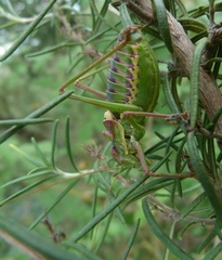 Parasteropleurus perezii