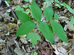 Polygonatum pubescens