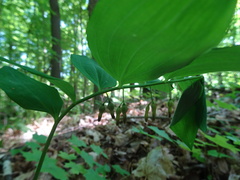 Polygonatum pubescens