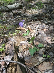 Viola cucullata