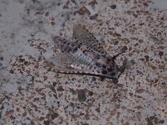 Polyphagozerra coffeae