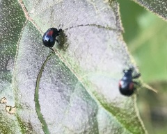 Synolabus bipustulatus
