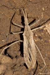 Pygolampis pectoralis