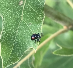 Synolabus bipustulatus