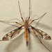 Sooty Crane Fly - Photo (c) Tom Murray, some rights reserved (CC BY-NC), uploaded by Tom Murray