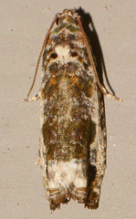 Proteoteras naracana