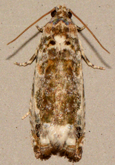 Proteoteras naracana
