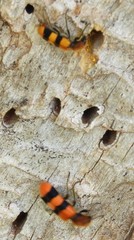 Trichodes bibalteatus