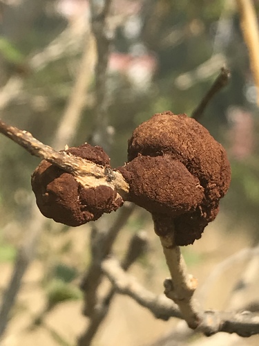 yellow trumpetbush gall rust
