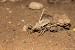 Pygolampis pectoralis