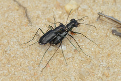 Cicindela abdominalis