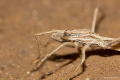 Pygolampis pectoralis