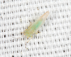 Cacopsylla annulata