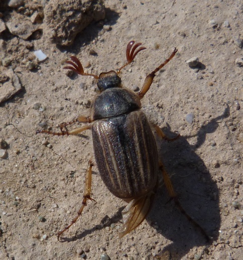 Amphimallon pini