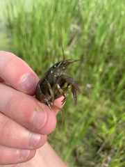 Procambarus acutus