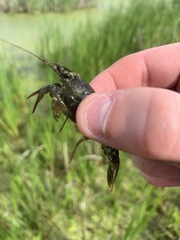 Procambarus acutus