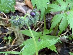 Hydrophyllum virginianum atranthum