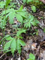 Hydrophyllum virginianum atranthum