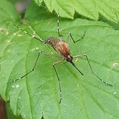 Ochlerotatus