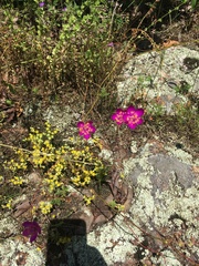 Phemeranthus calycinus