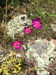 Phemeranthus calycinus