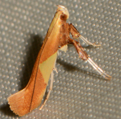 Caloptilia packardella