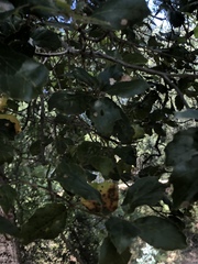 Quercus agrifolia
