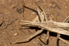 Pygolampis pectoralis