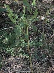 Rumex
