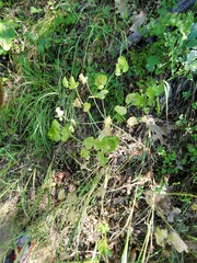 Euphorbia crenulata