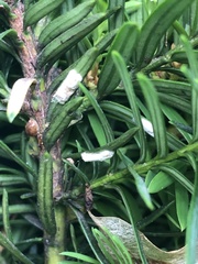 Pulvinaria floccifera