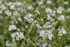 Plagiobothrys figuratus