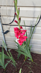 Gladiolus × hortulanus