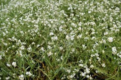 Plagiobothrys figuratus