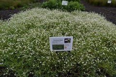 Plagiobothrys figuratus