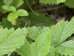 Platycheirus