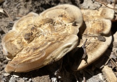 Vanderbylia robiniophila